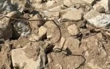 Ancaman Limbah Beracun di Perbatasan RI–Singapura, Reklamasi PT KMS Jadi Sorotan Keras